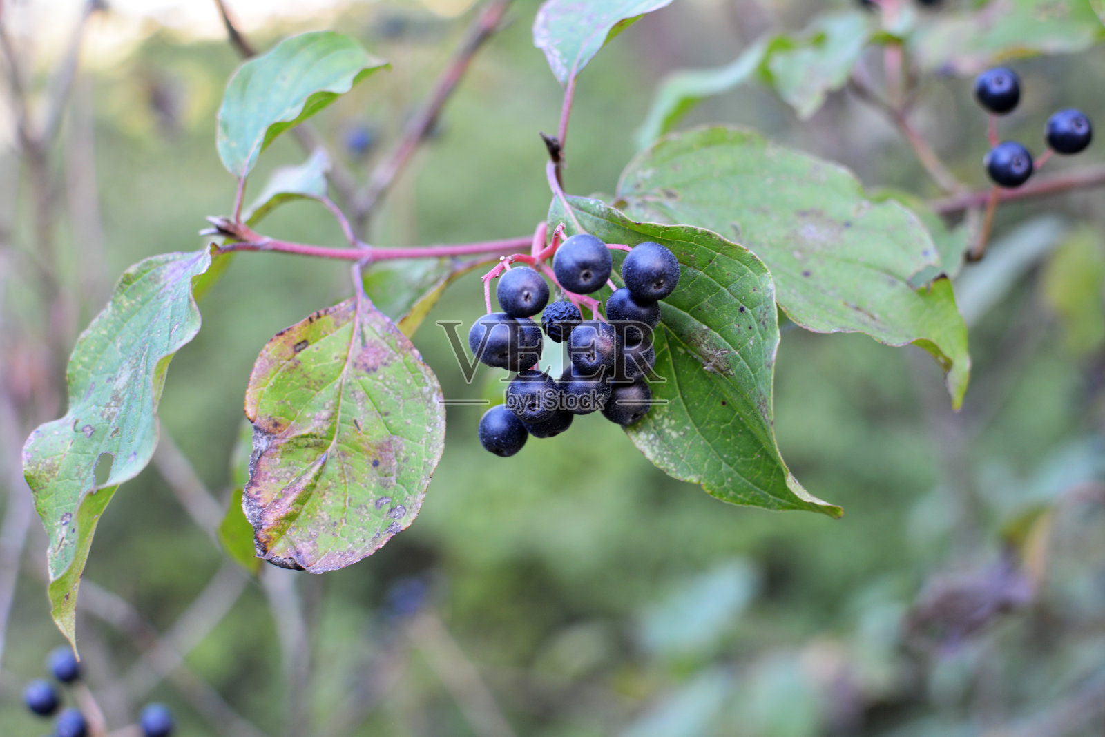 山茱萸的浆果在灌木的枝条上成熟。照片摄影图片