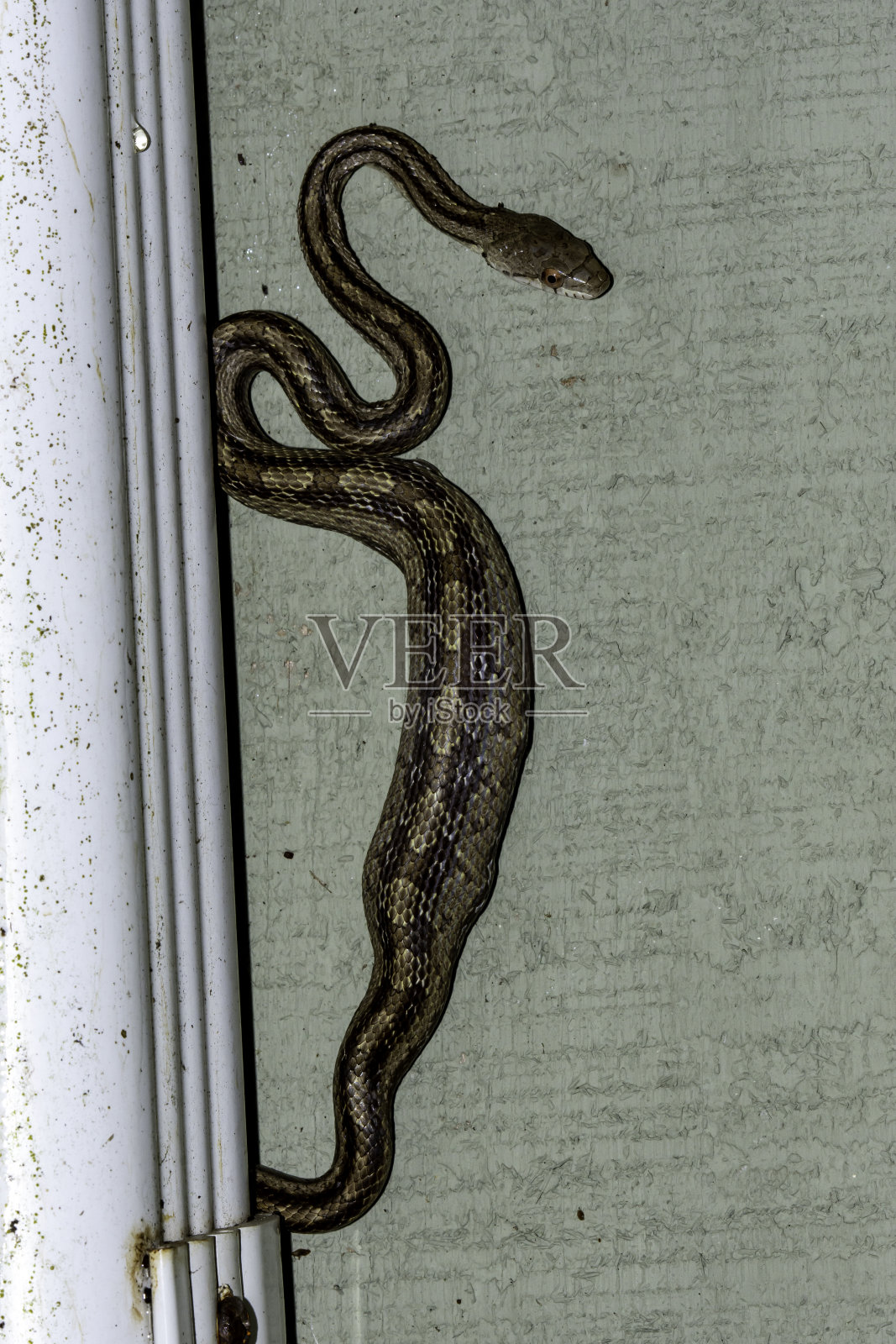 幼鼠蛇与青蛙猎物在肿胀的胃照片摄影图片