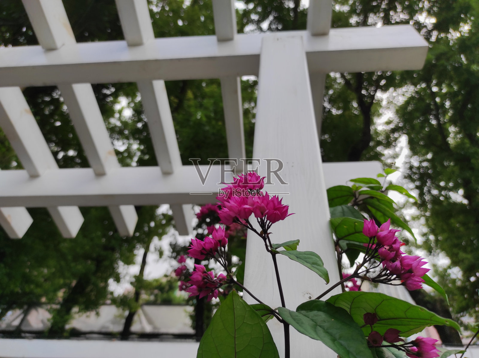 爪哇红流血心藤本植物，户外大楸照片摄影图片