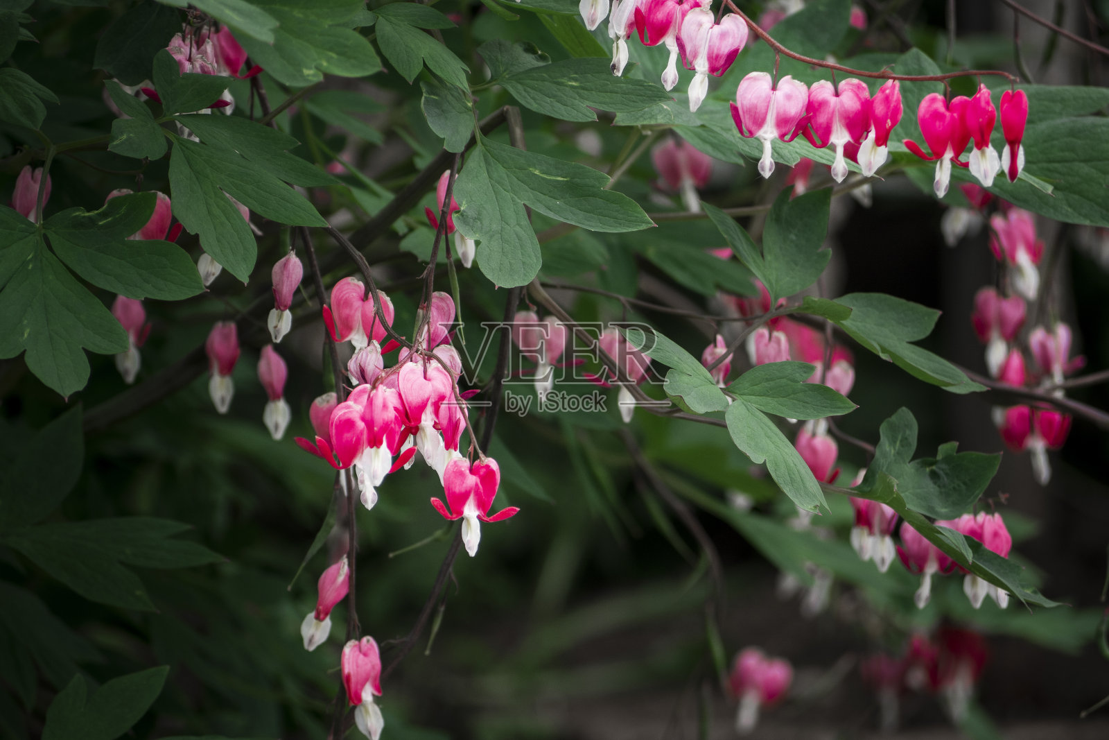 兰普罗卡普诺斯照片摄影图片
