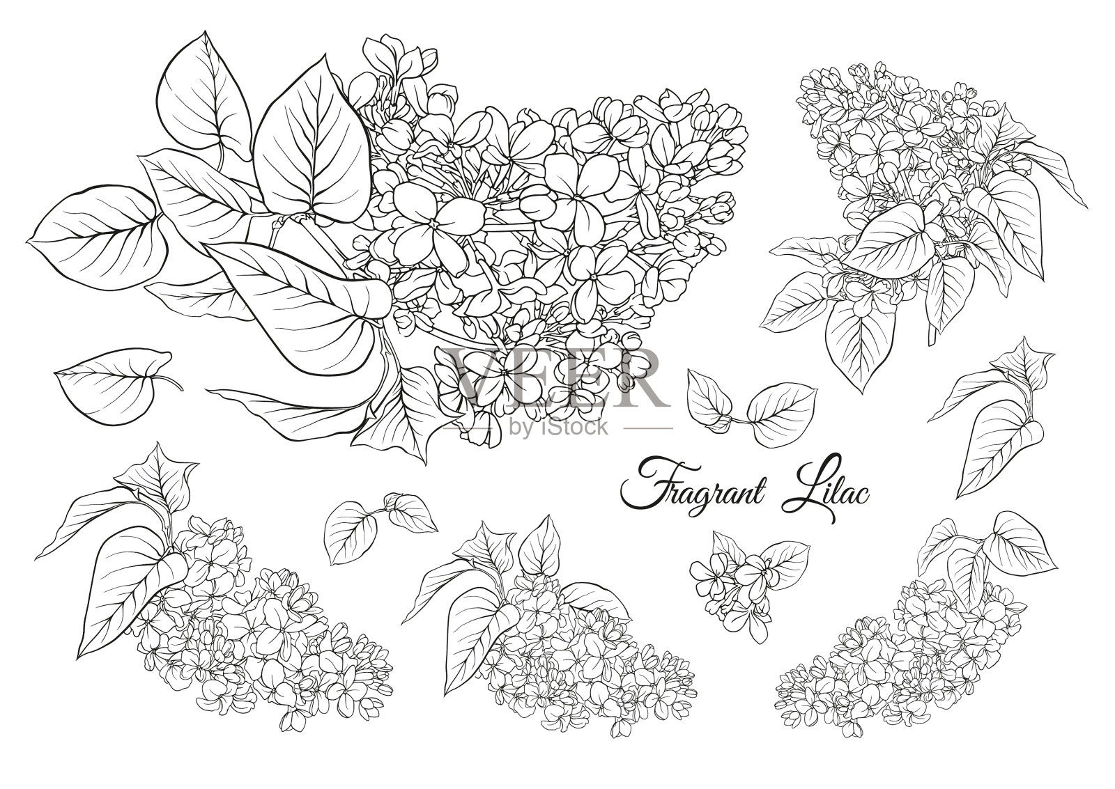 丁香花设置在植物学古典绘画设计元素图片