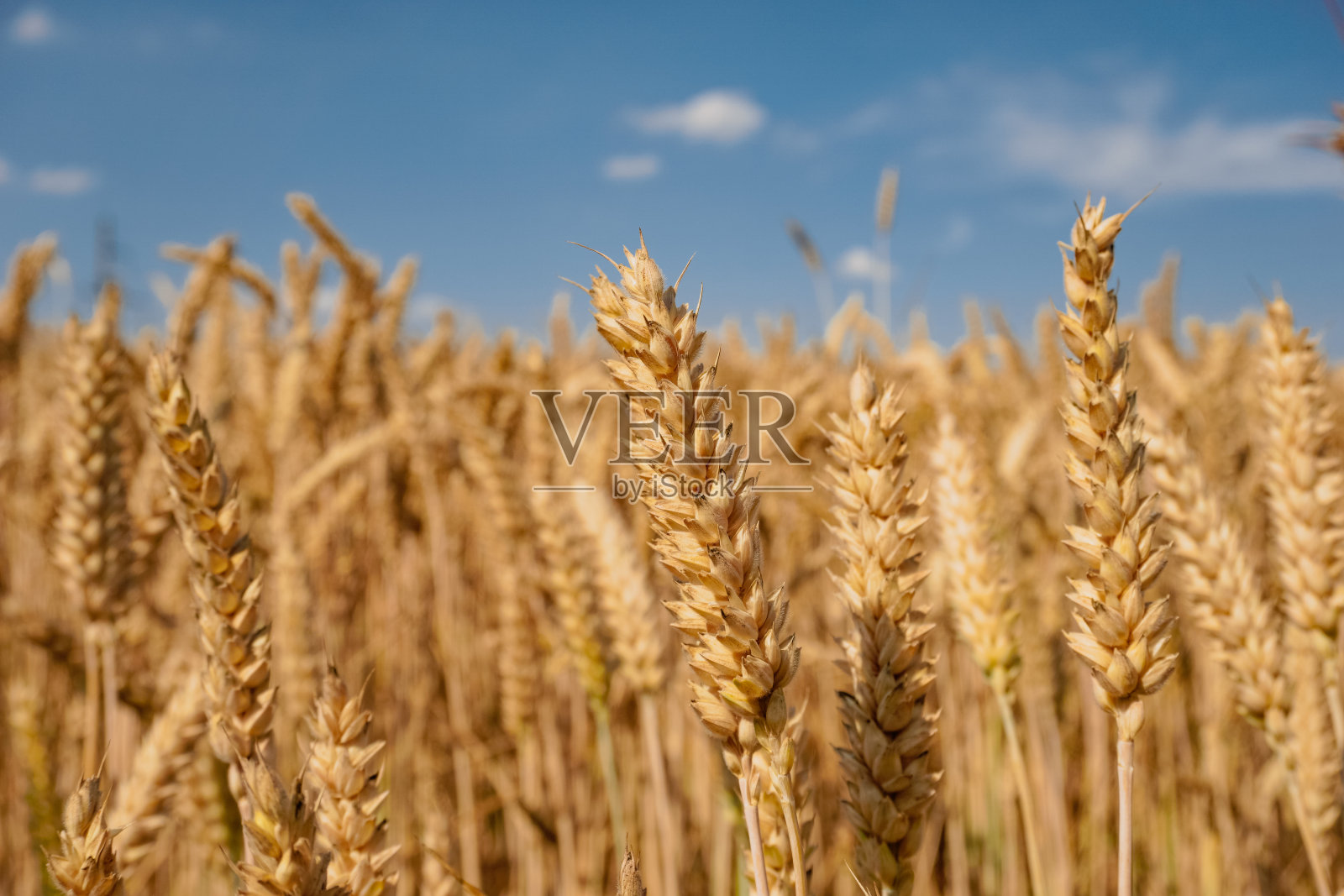 夏天金黄的麦田。照片摄影图片