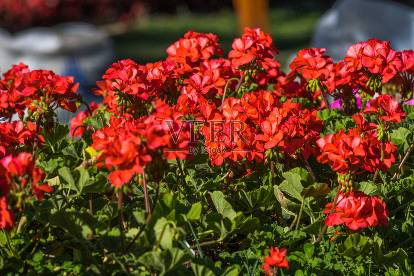 天竺葵照片摄影图片