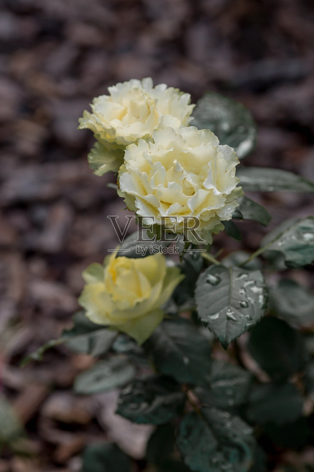 一朵绿色的玫瑰，在黎明的时候，带着露珠，绿莹莹的。美丽的阳光。背景图像是绿色和米色。自然、环保的自然背景。照片摄影图片