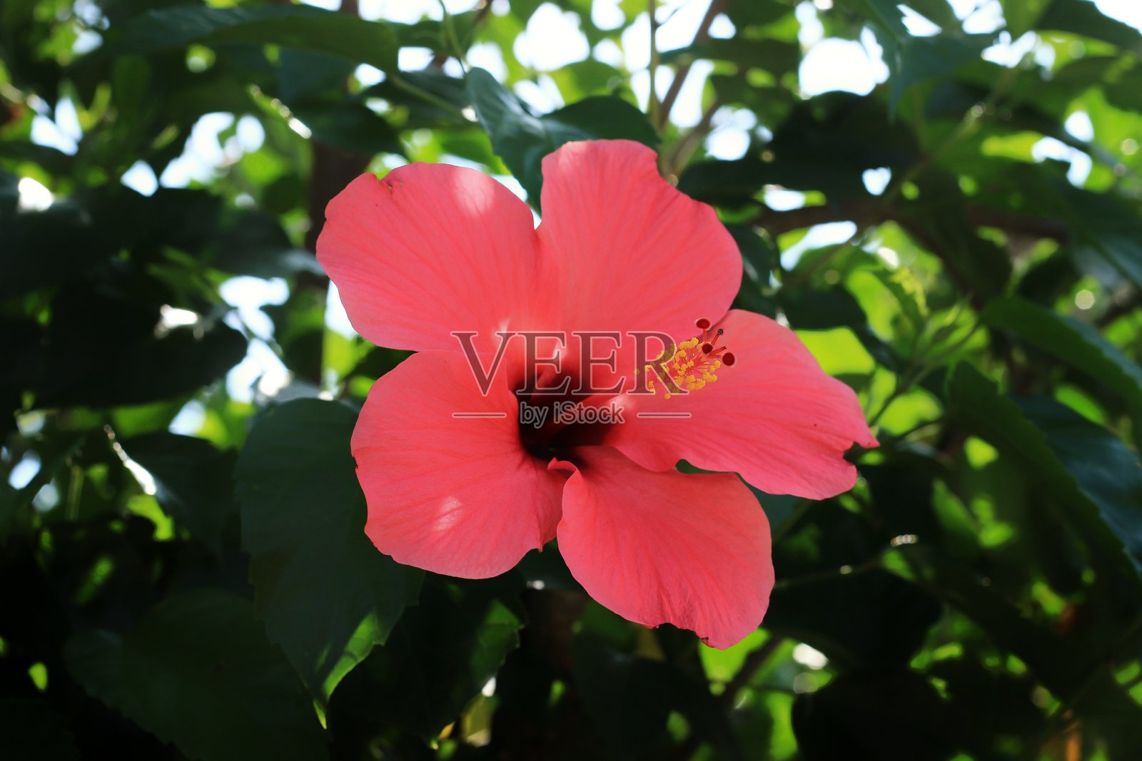 木槿罗莎sinensis照片摄影图片