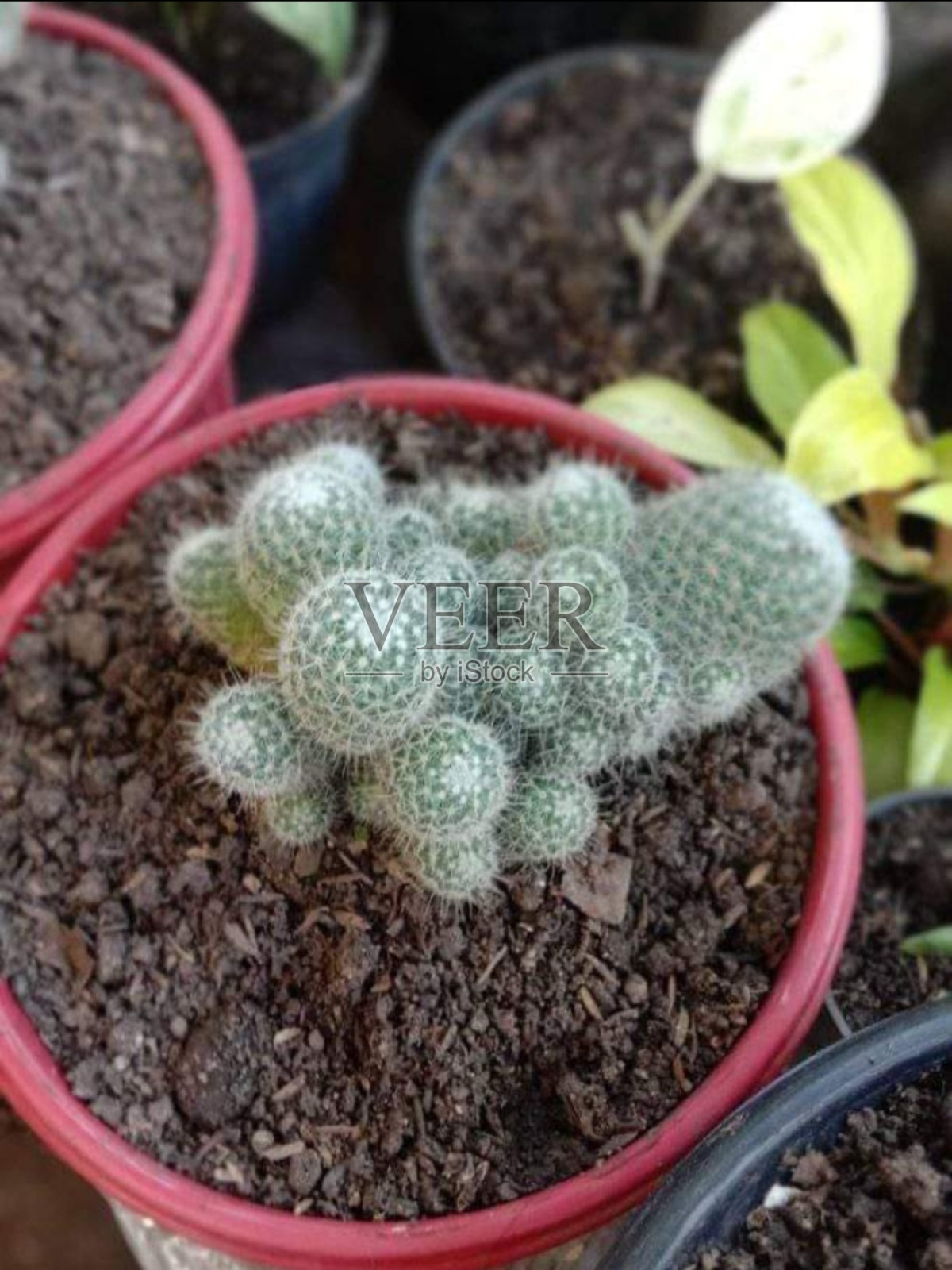 仙人掌照片摄影图片