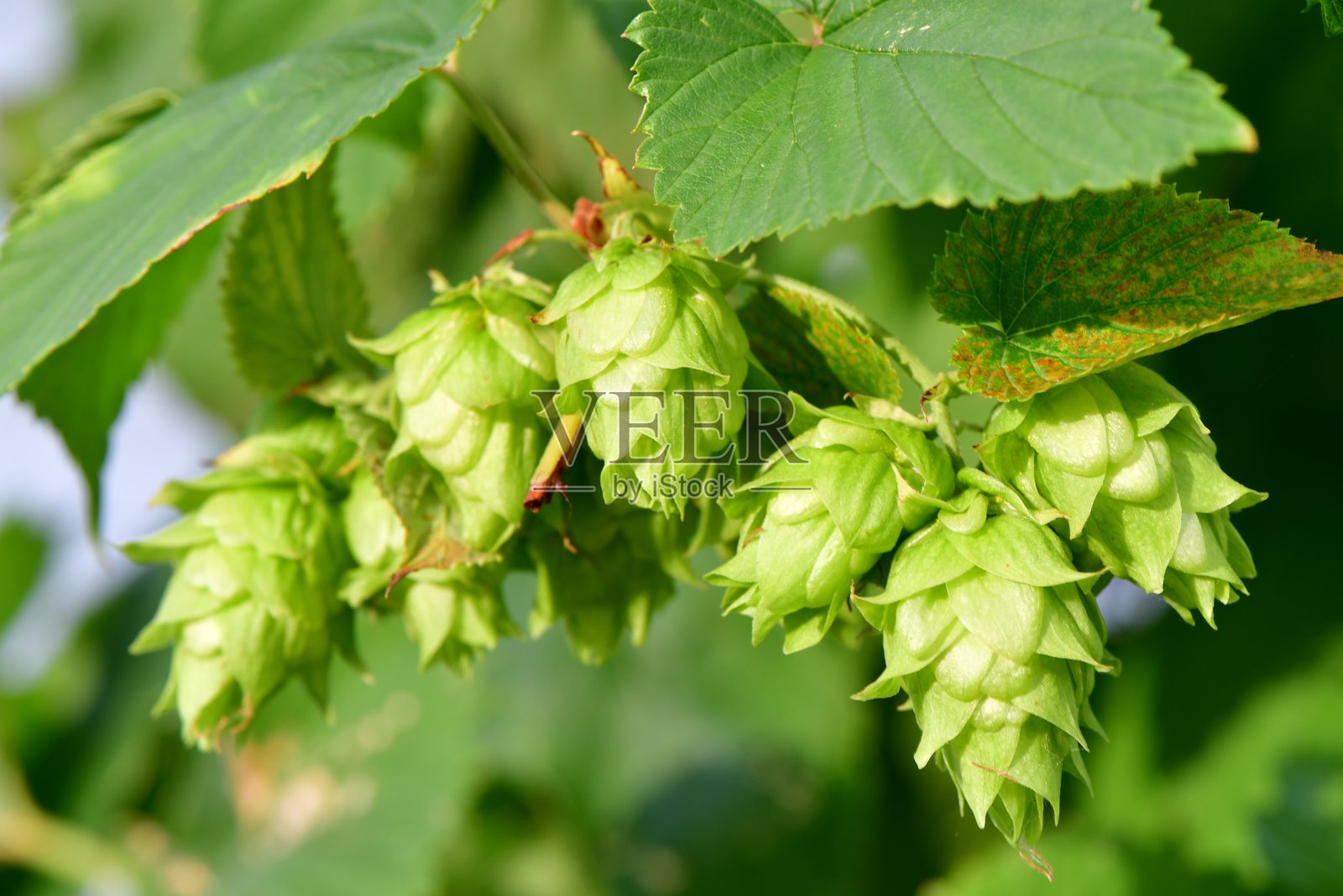 用于酿造啤酒的啤酒花照片摄影图片