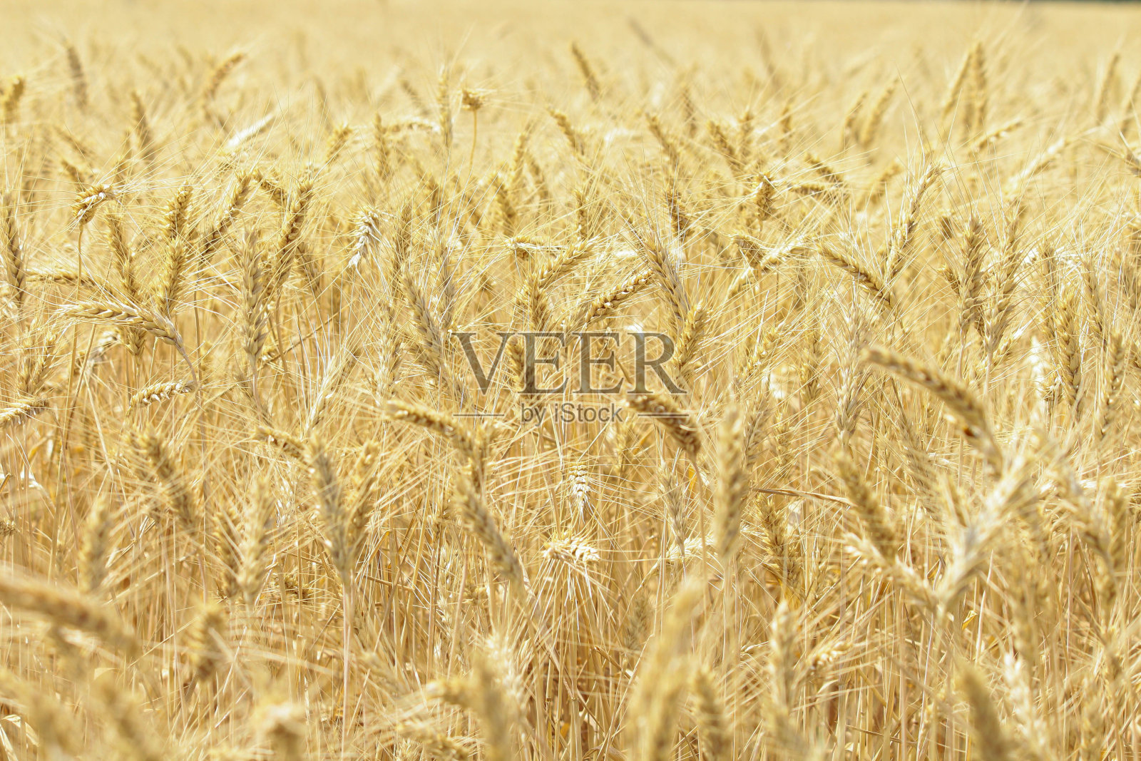 粮食领域照片摄影图片