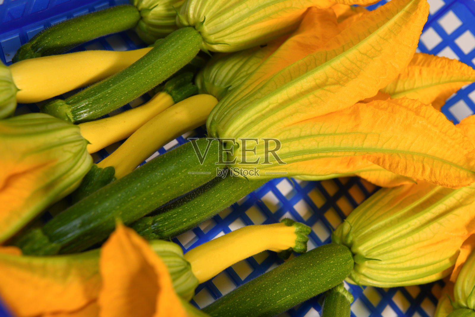 采摘新鲜的小胡瓜和它的花在一个蓝色的箱子里照片摄影图片