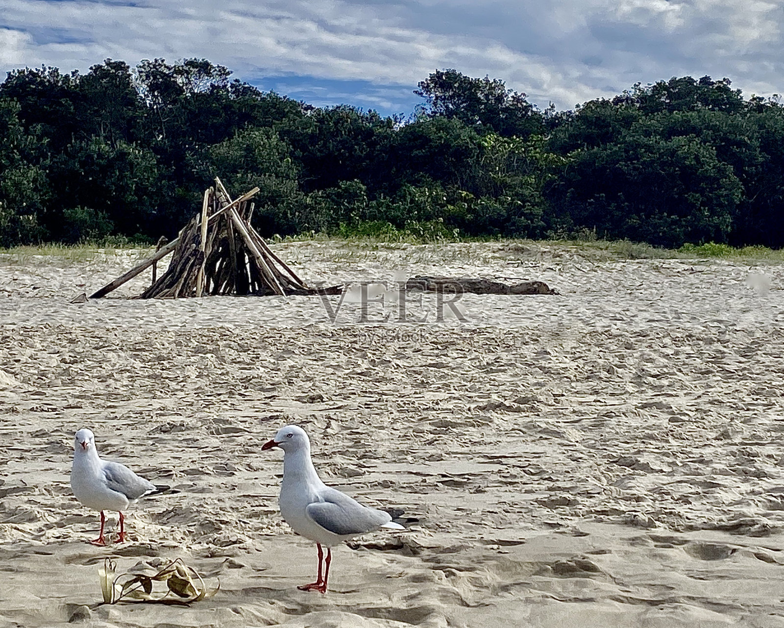 沙滩上的海鸥照片摄影图片