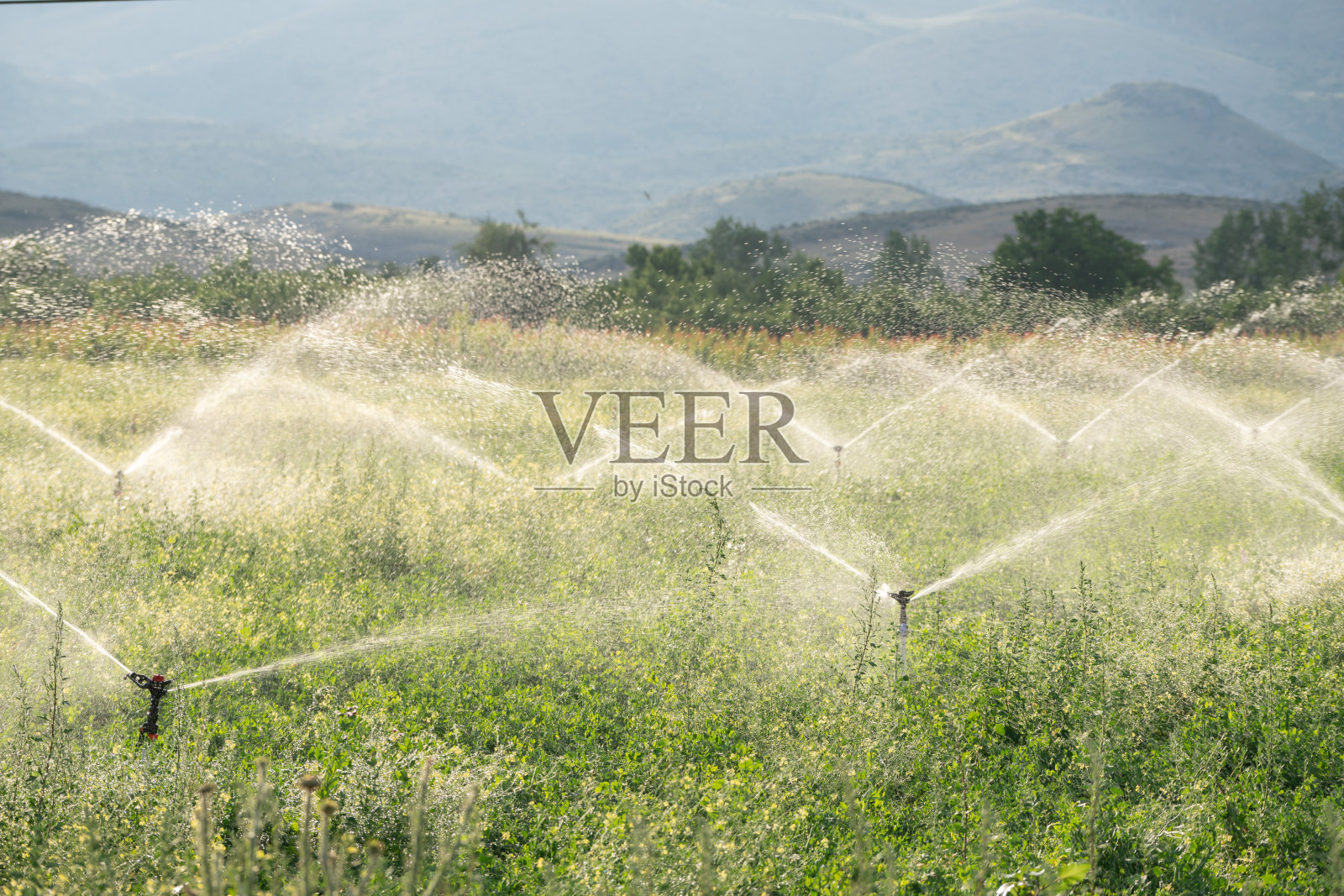 农业灌溉系统在农场给作物浇水照片摄影图片