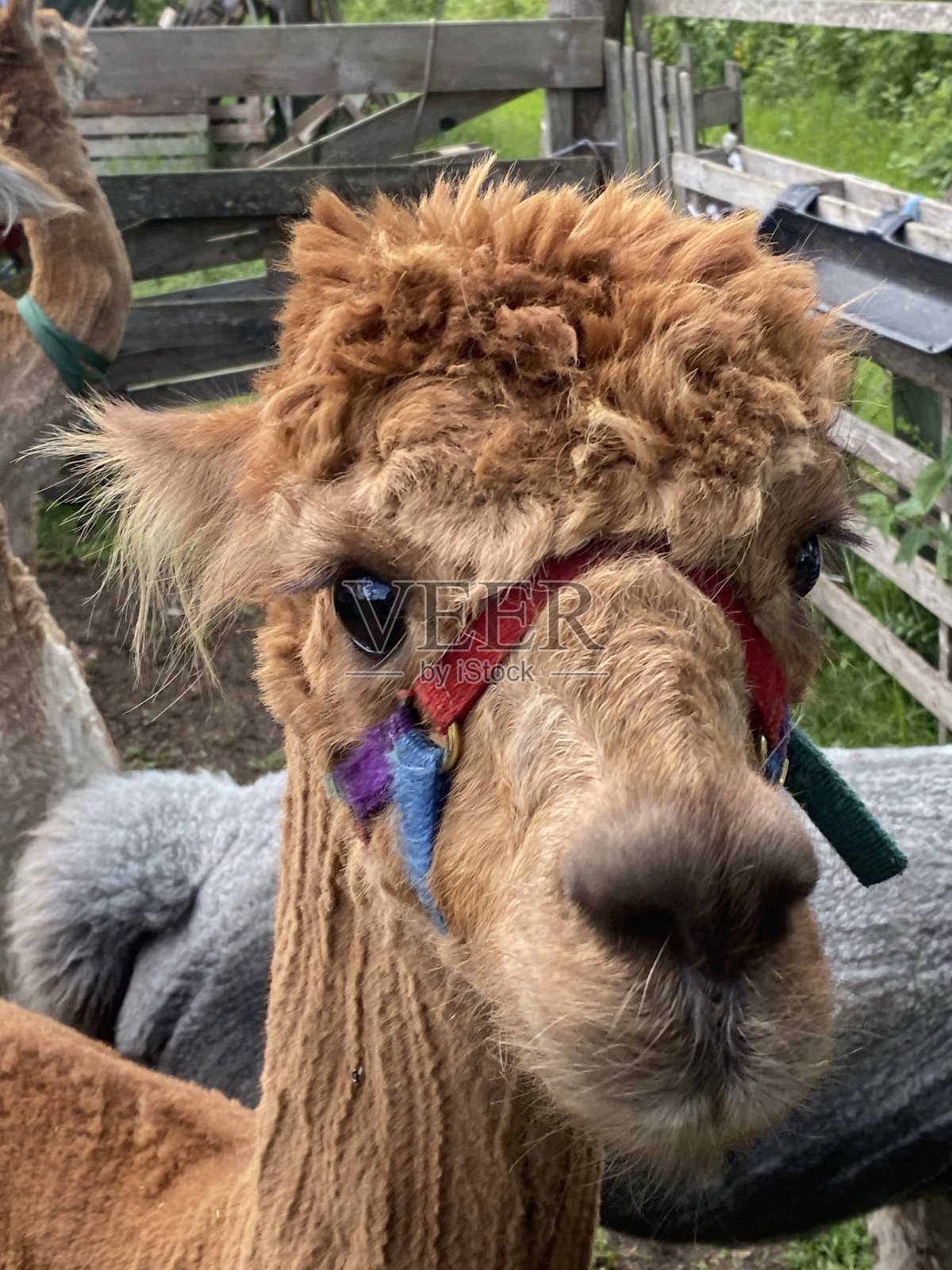 有趣的羊驼脸照片摄影图片