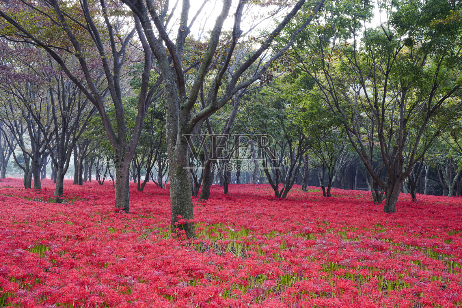 蜘蛛百合栖息地红色花朵盛开的公园。照片摄影图片