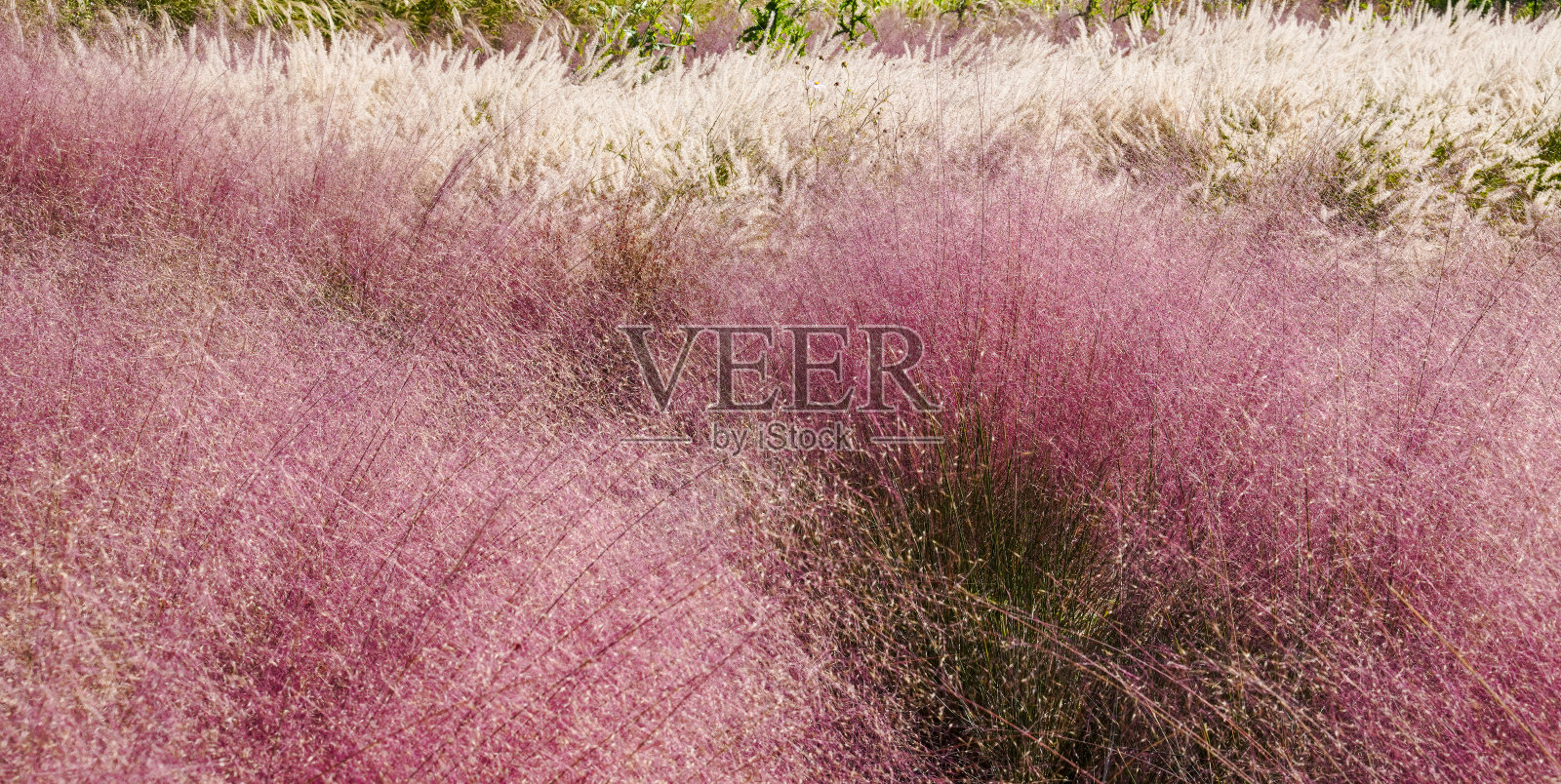 紫粉茉莉花田。照片摄影图片