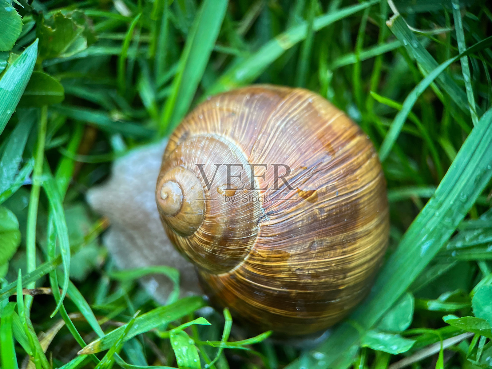 葡萄蜗牛(拉丁螺旋波马蒂亚)的微距摄影。葡萄螺是螺蛳科肺螺亚纲的陆生腹足类软体动物照片摄影图片