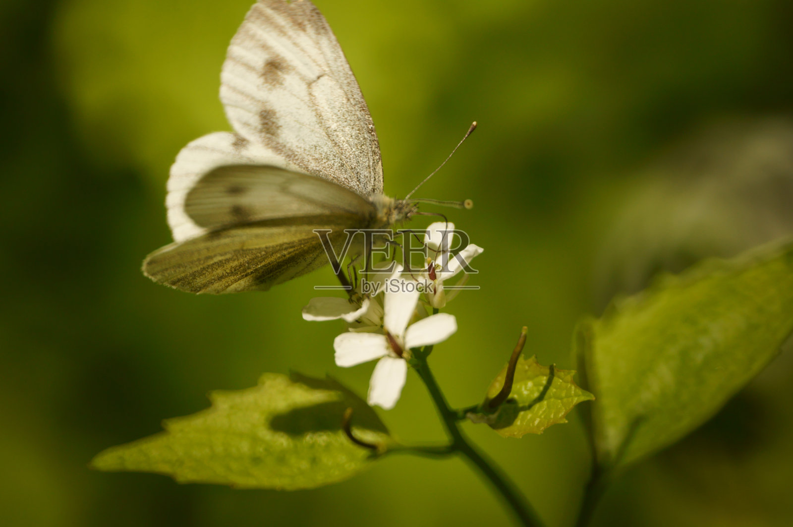 绿色背景下的白蝴蝶。昆虫在自然界中。照片摄影图片