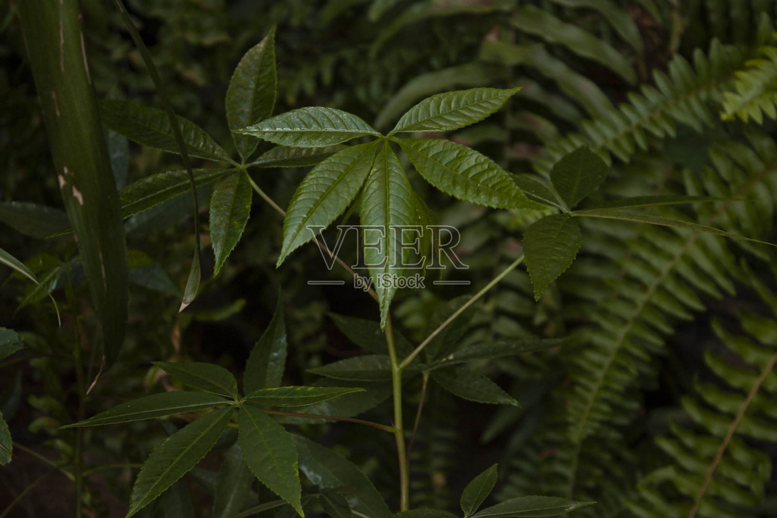 小木棉初生叶对推广保护濒危物种具有重要意义照片摄影图片