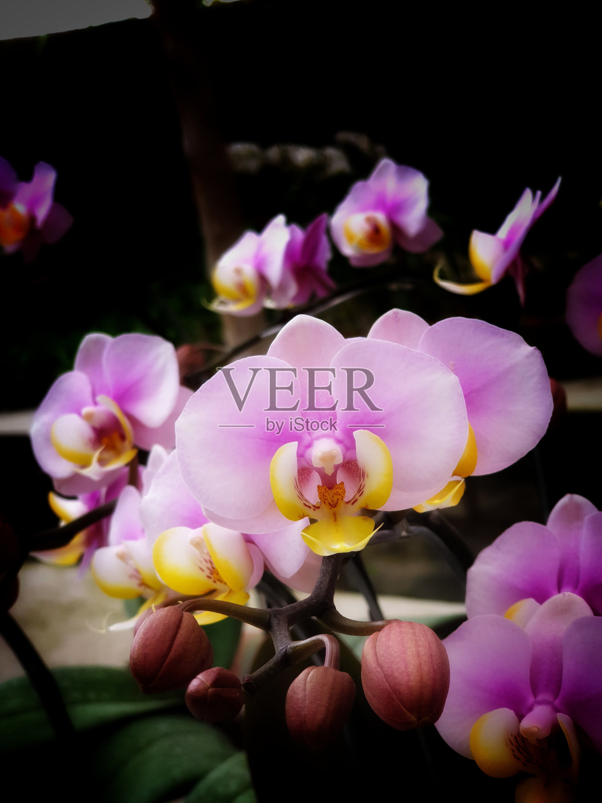 美丽的兰花照片摄影图片