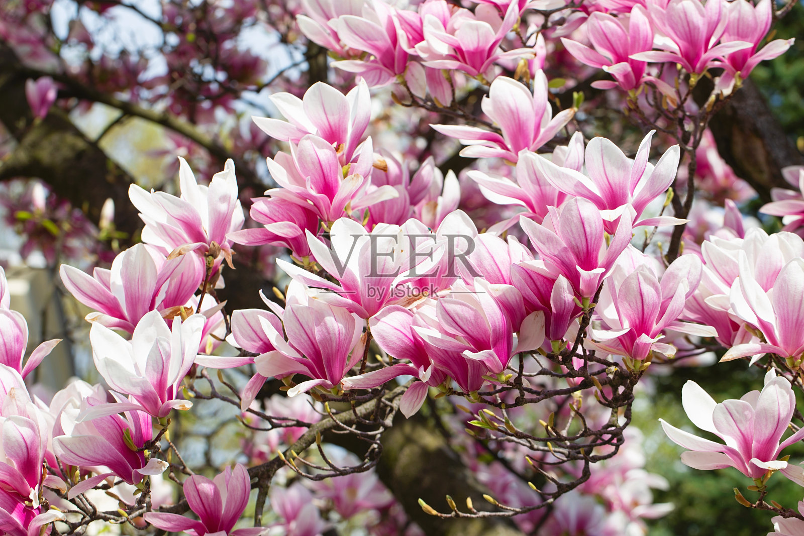 木兰树在春天开花。娇嫩的粉红色花朵沐浴在阳光下。温暖的天气。木兰树开花春，网春旗。春天的花的背景。照片摄影图片
