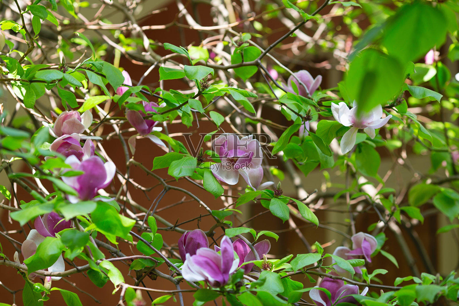 木兰树在春天开花。娇嫩的粉红色花朵沐浴在阳光下。温暖的天气。木兰树开花春，网春旗。春天的花的背景。照片摄影图片