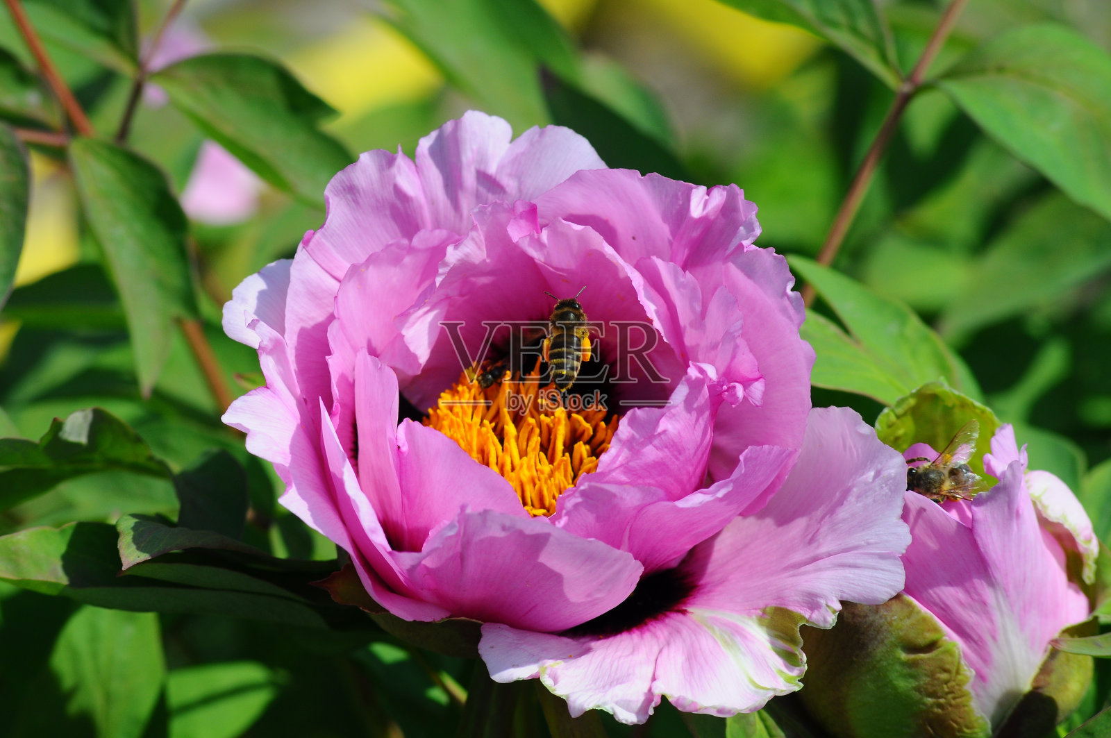 大树牡丹花盛开。一只带着花粉的蜜蜂在花上飞舞。花瓣和雄蕊合拢照片摄影图片