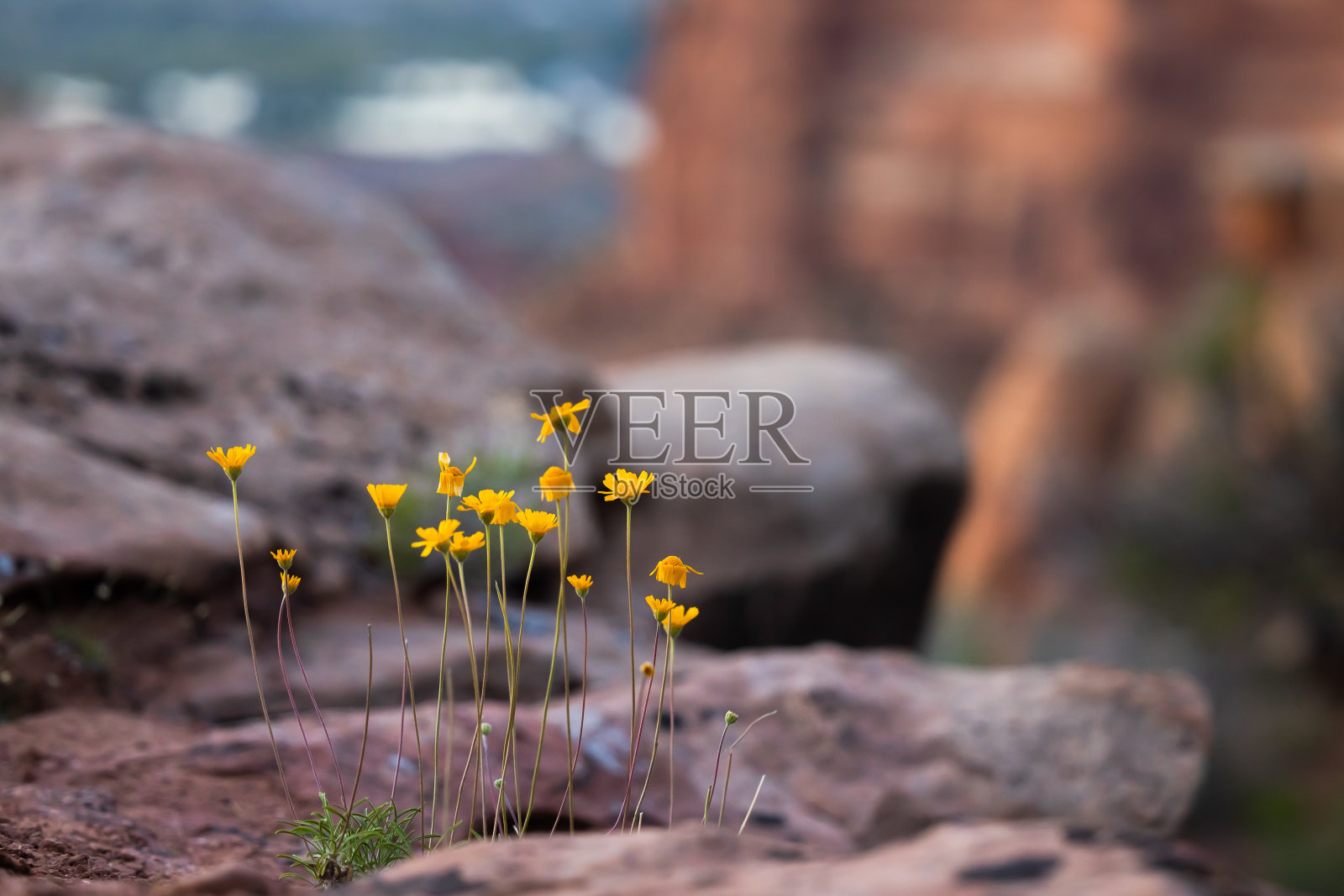 沙漠之花-黄色照片摄影图片