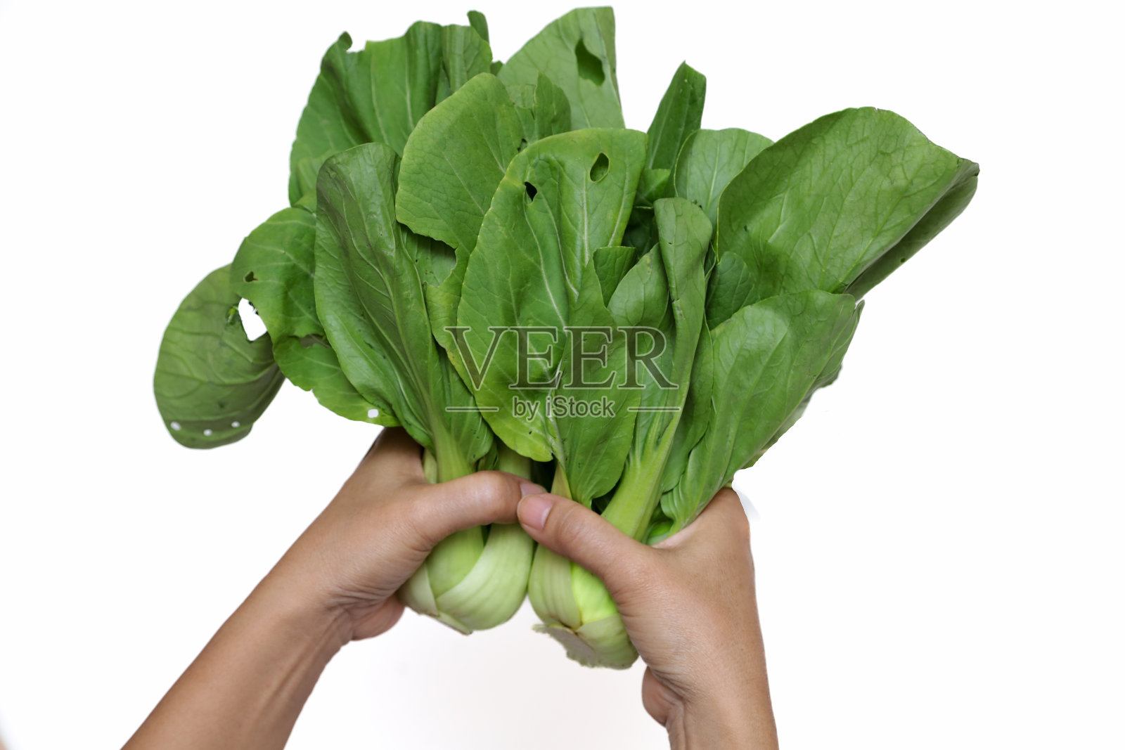 小白菜，小白菜或小白菜是白菜的一种，小白菜手上拿着白色的底色照片摄影图片