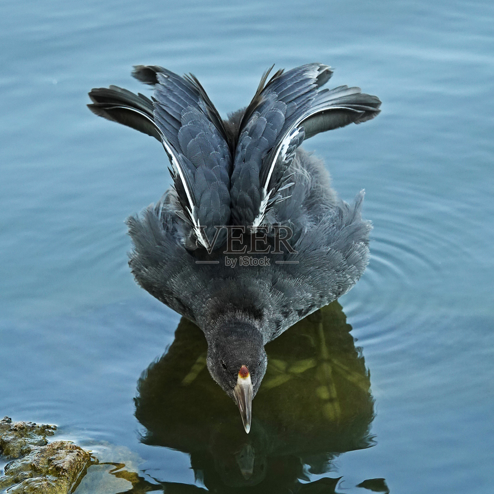 美洲库特（美洲富利卡）照片摄影图片
