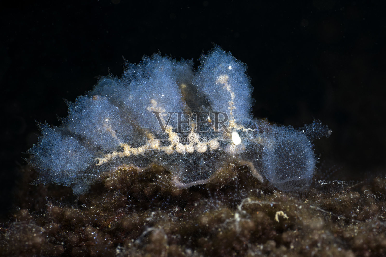 水下宏照片摄影图片