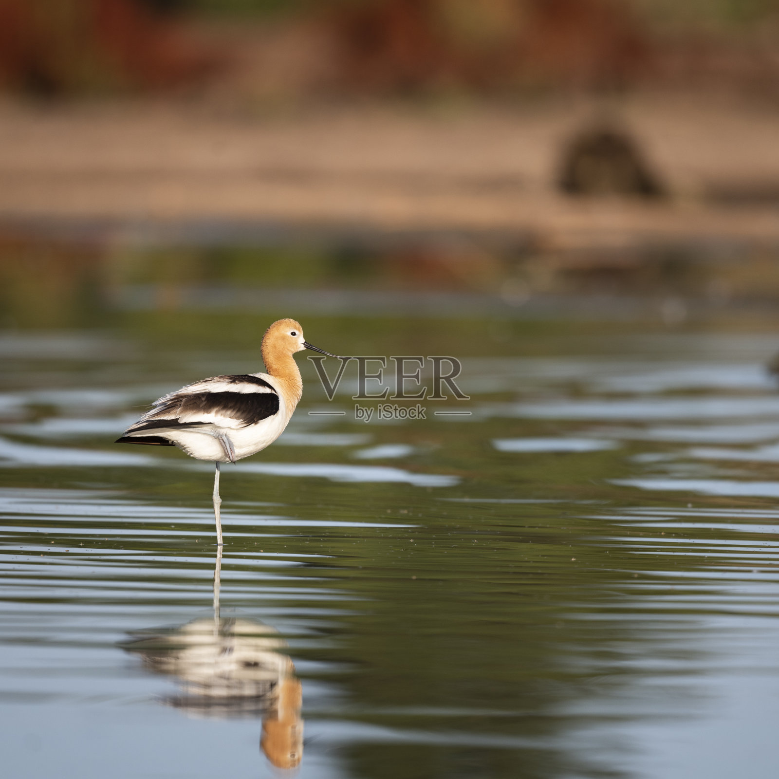 美国Avocet照片摄影图片