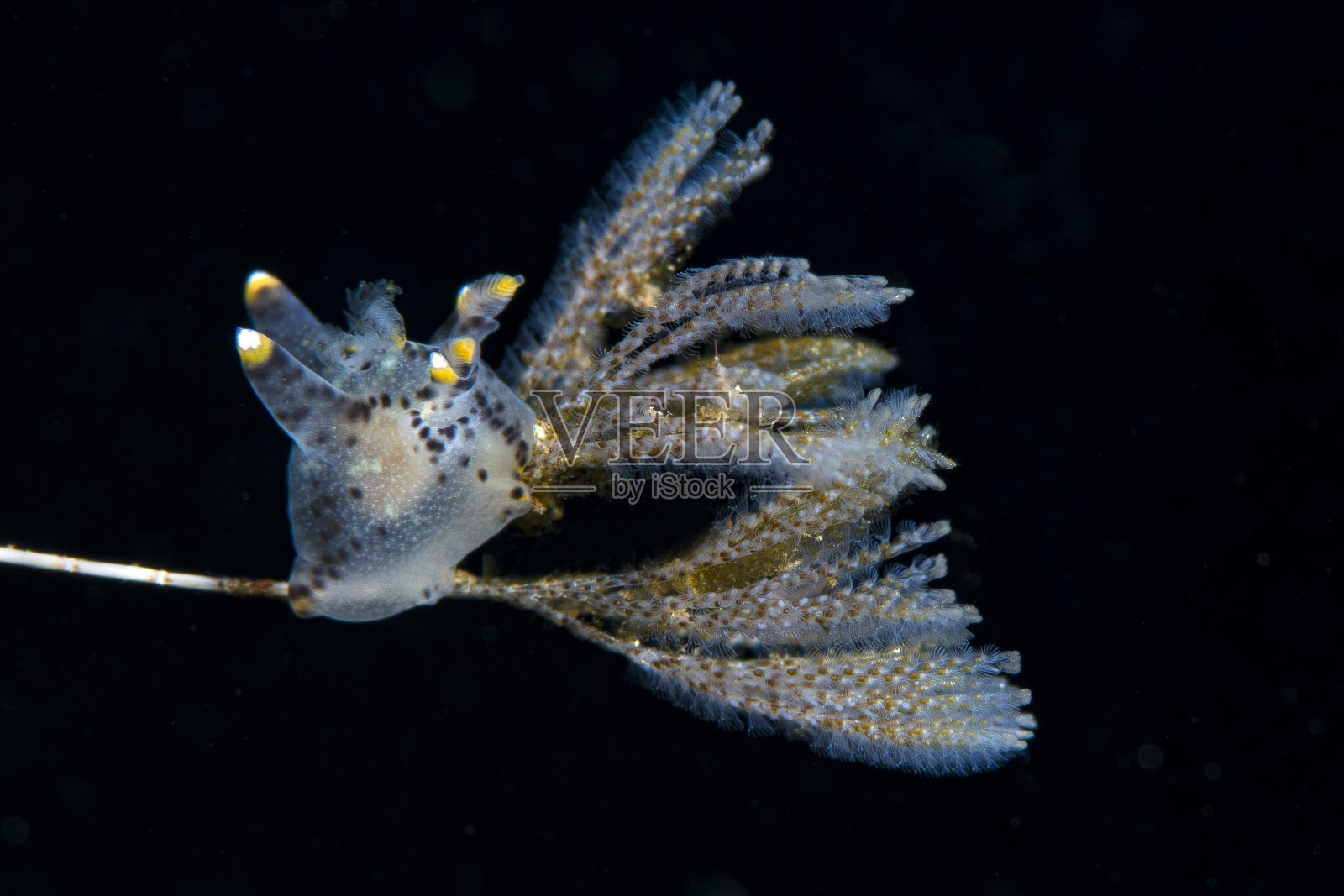 水下宏照片摄影图片