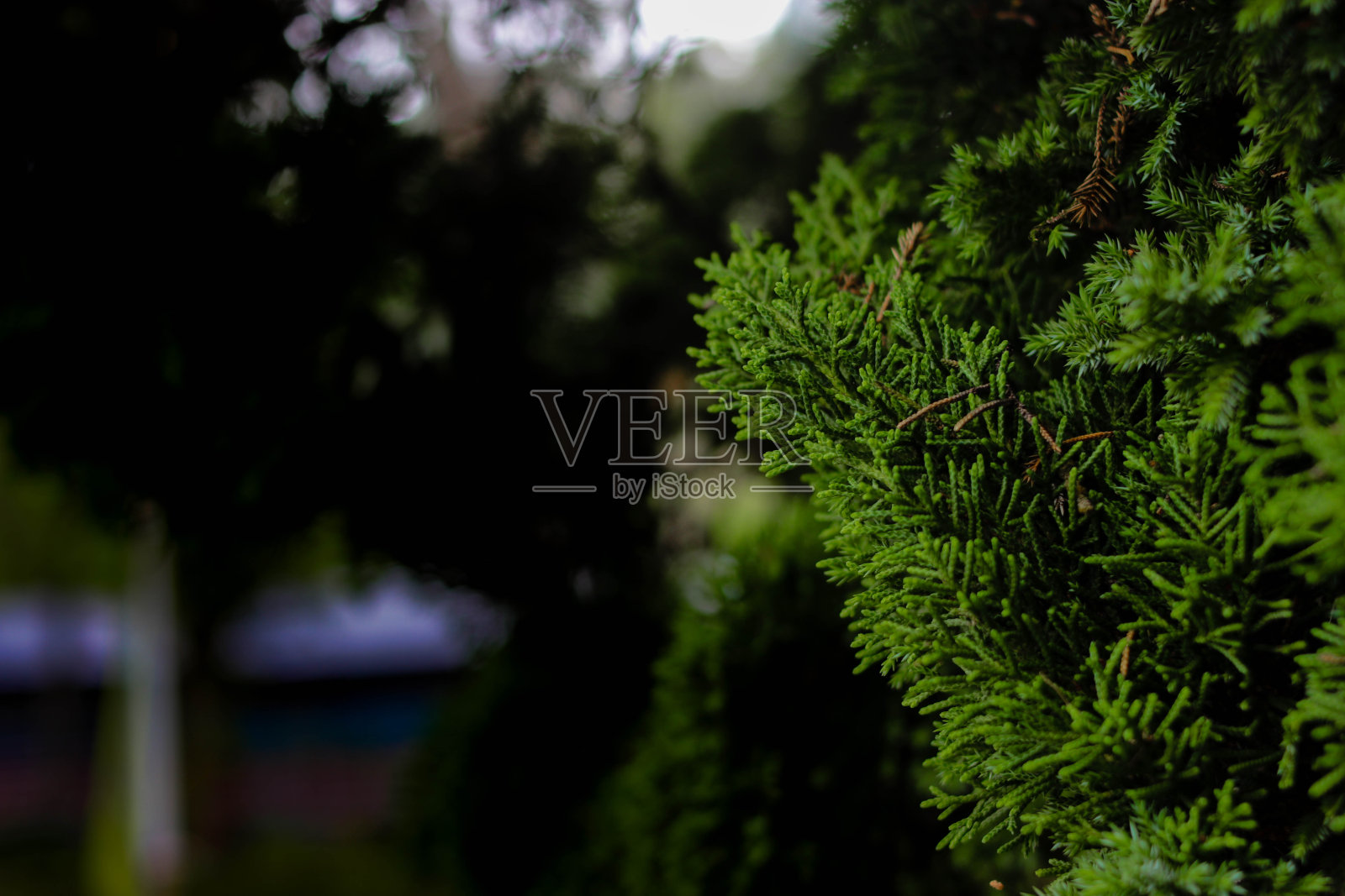 杉树早午餐背景与复制空间照片摄影图片