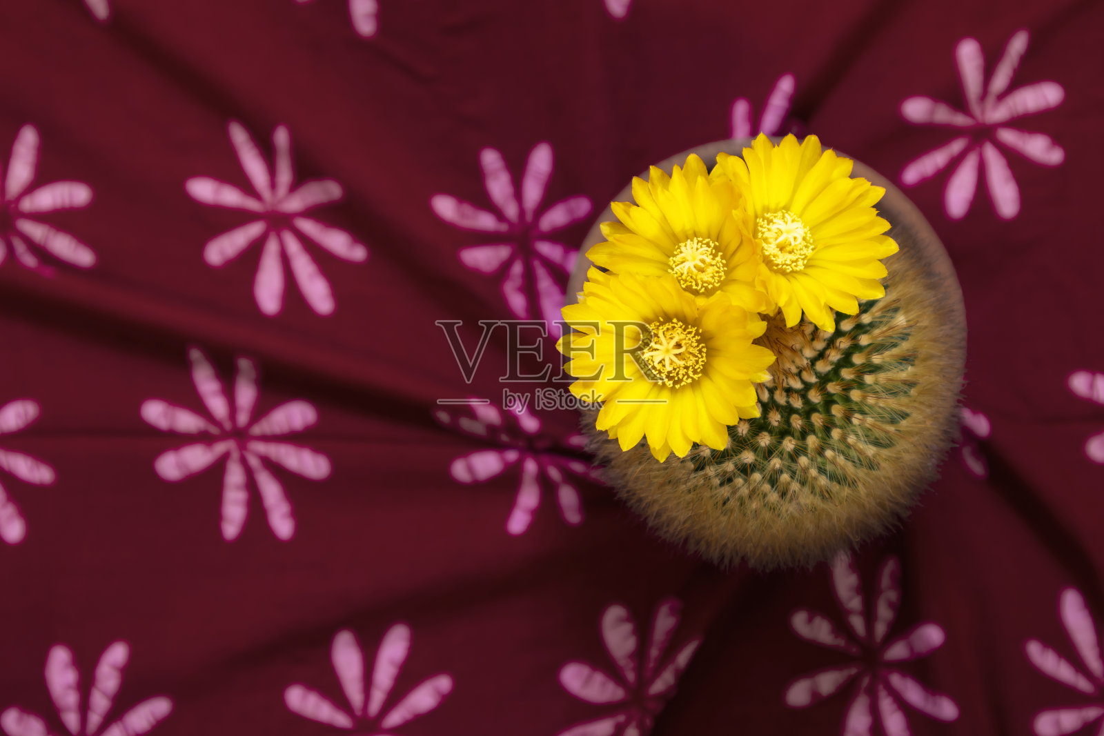 黄色花朵的背景照片摄影图片