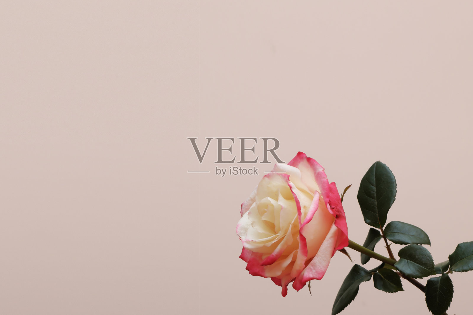 一朵娇嫩的玫瑰，米色背景上有刺和绿叶照片摄影图片