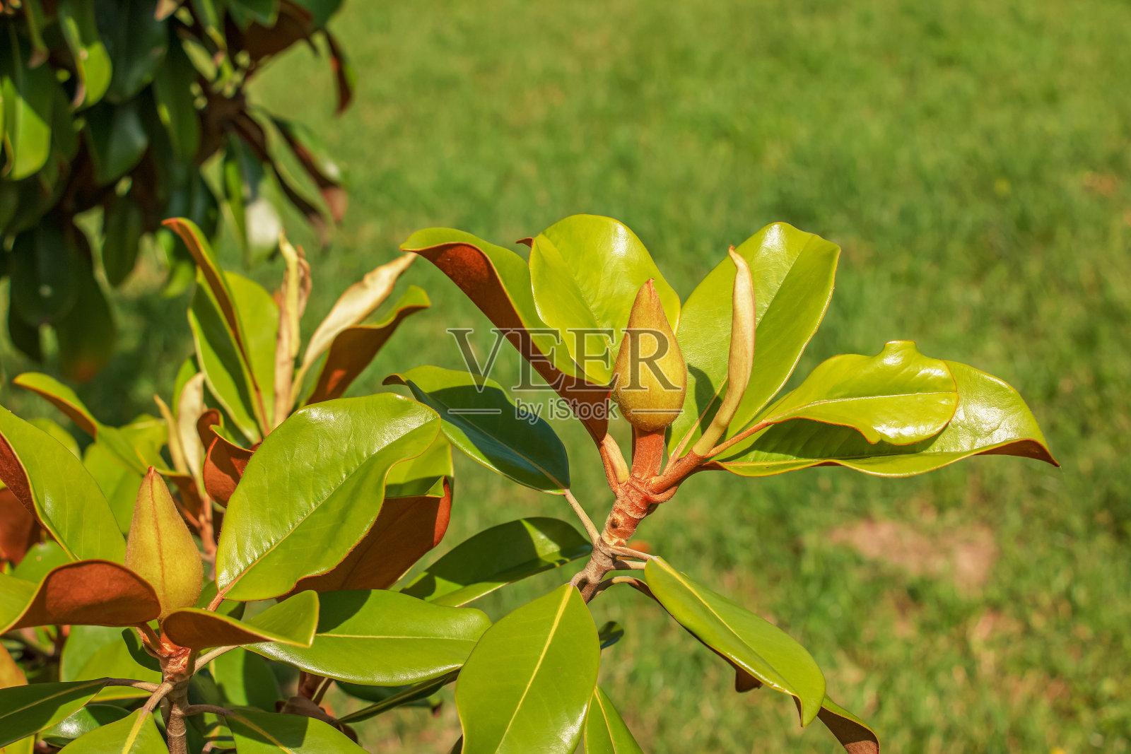 树枝与玉兰花。白玉兰在早春含苞。白玉兰开始开花了。在绿色背景上有幼嫩花蕾的木兰树照片摄影图片