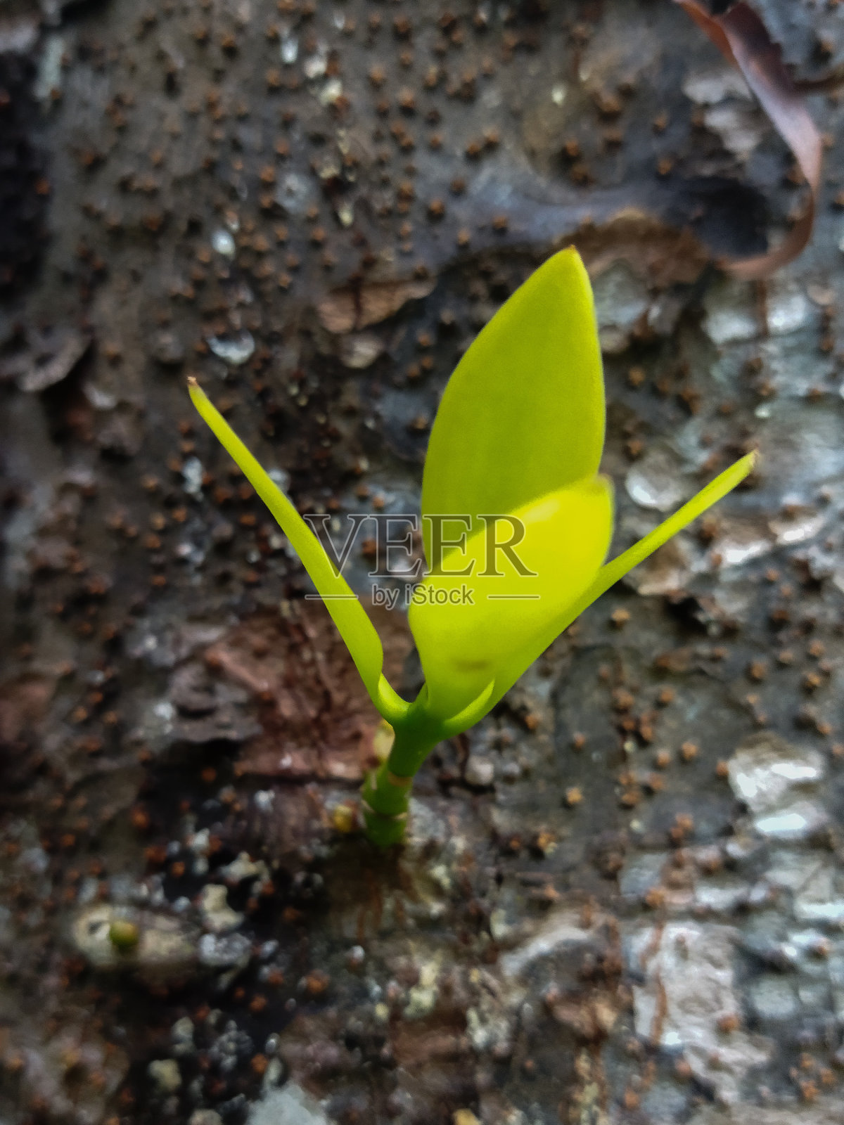 新的芽生长照片摄影图片
