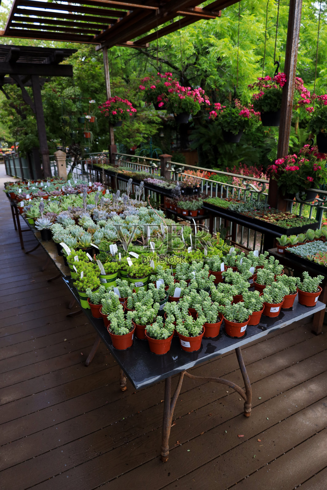 小型盆栽植物照片摄影图片