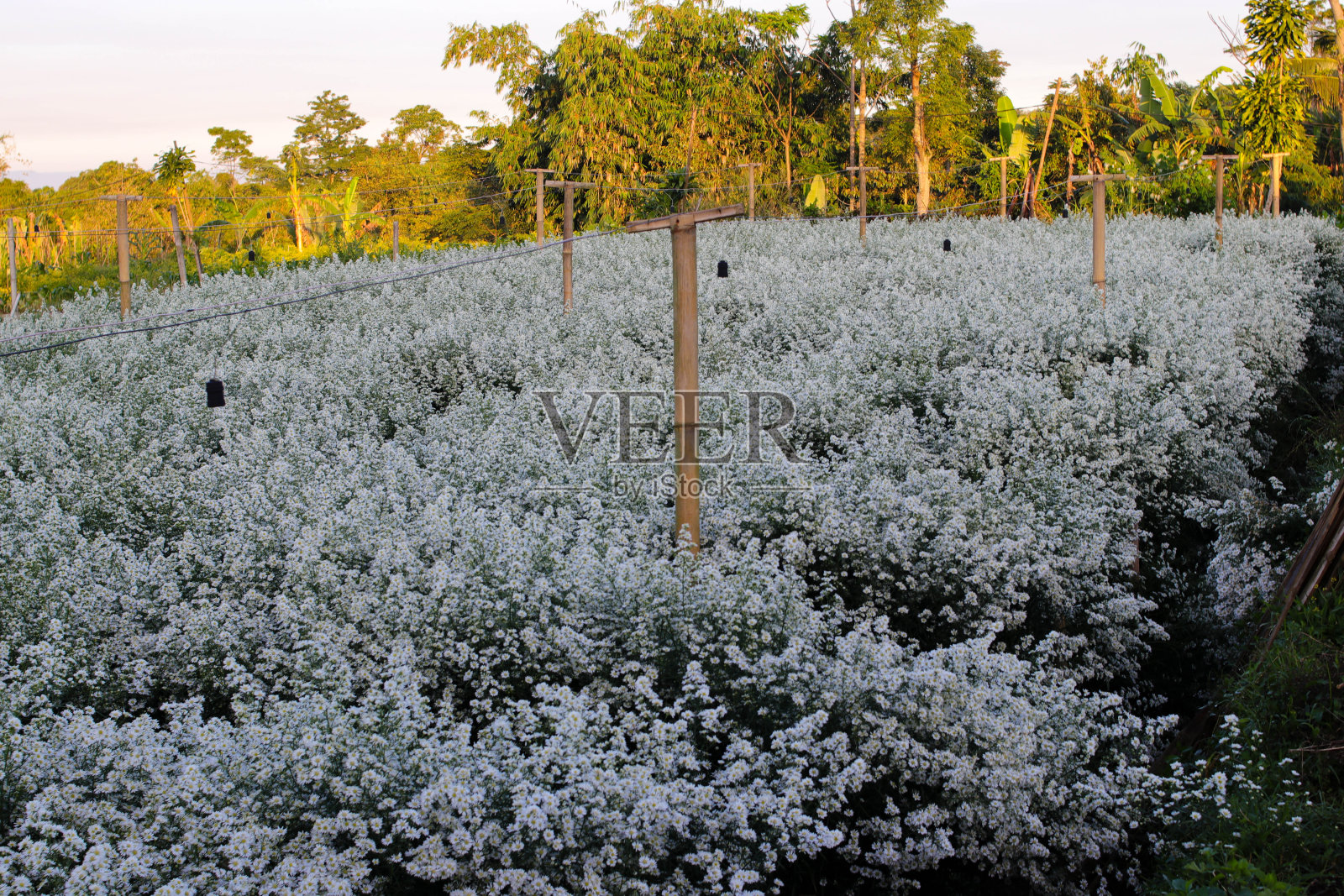 白aster花园景观照片摄影图片