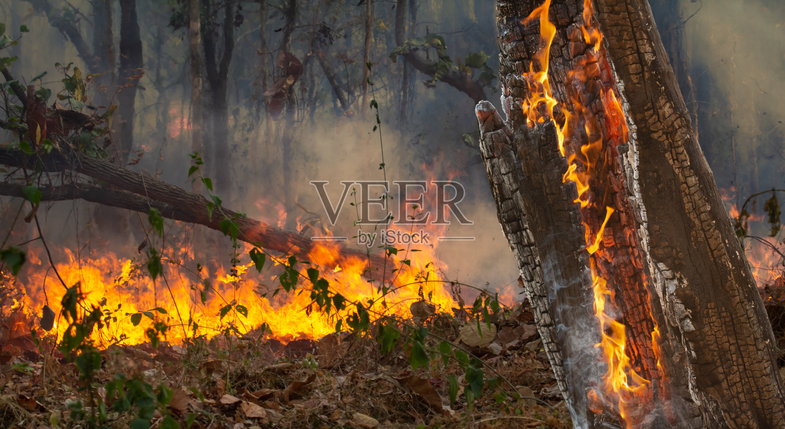 人为造成的热带森林野火灾害照片摄影图片