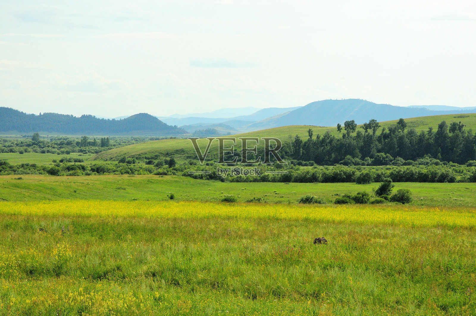 夏天的牧场在高高的山脚下的森林边上。照片摄影图片