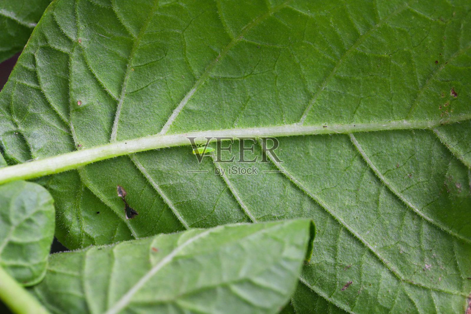 若虫，马铃薯叶下的叶蝉幼虫。照片摄影图片