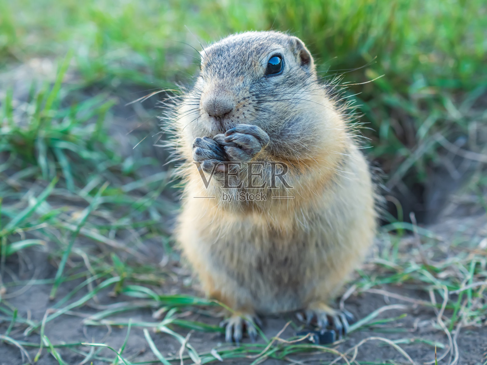 草地上的地鼠一边吃着葵花籽，一边看着镜头照片摄影图片