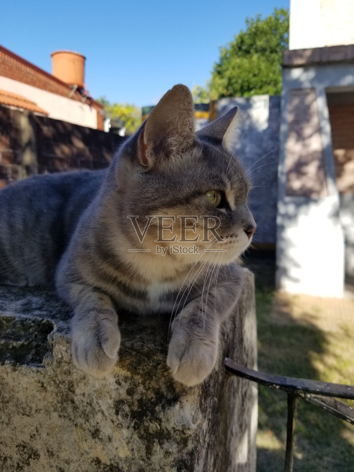 灰色的猫照片摄影图片