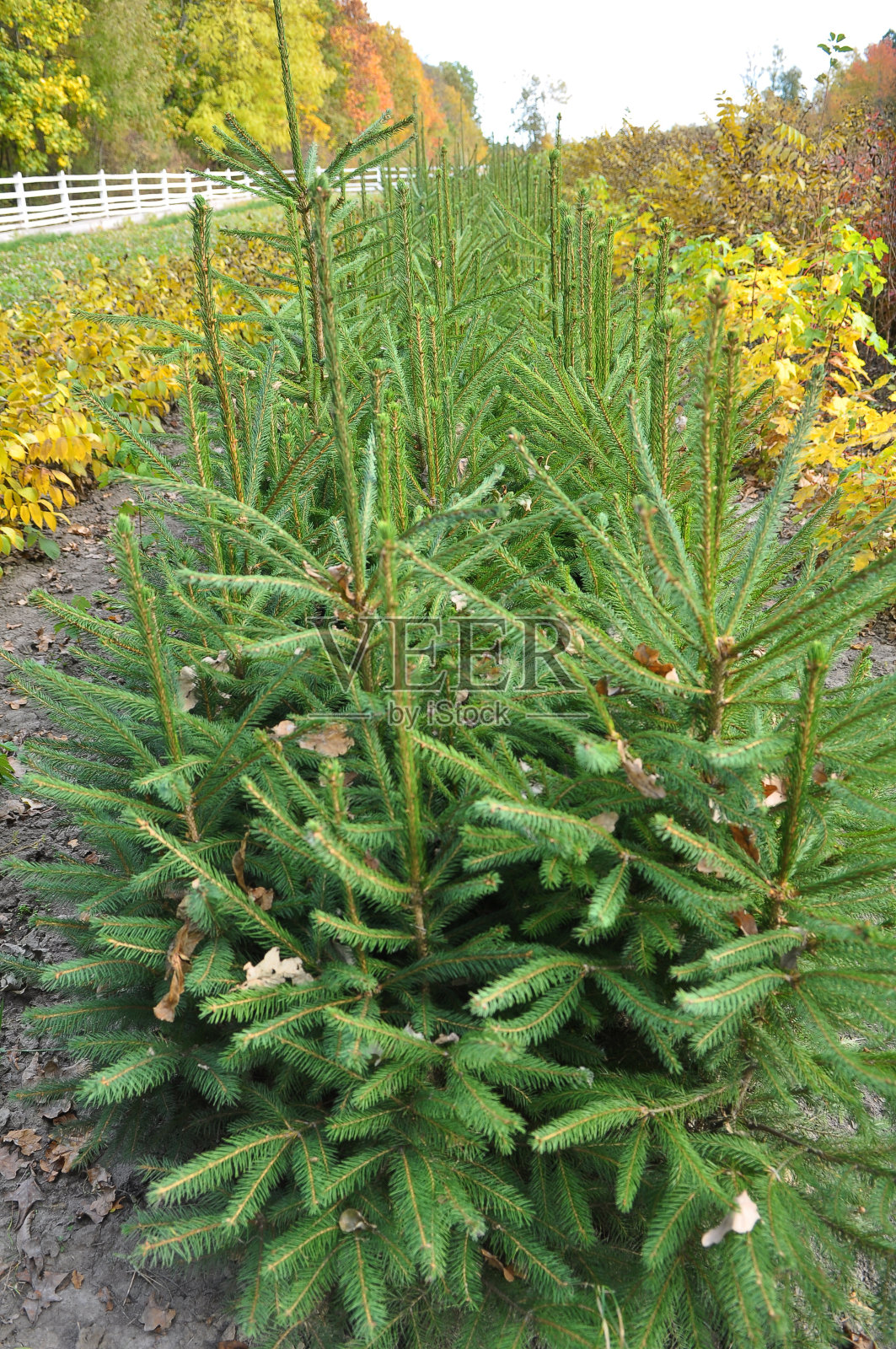 育苗地:一片用于育苗的森林照片摄影图片