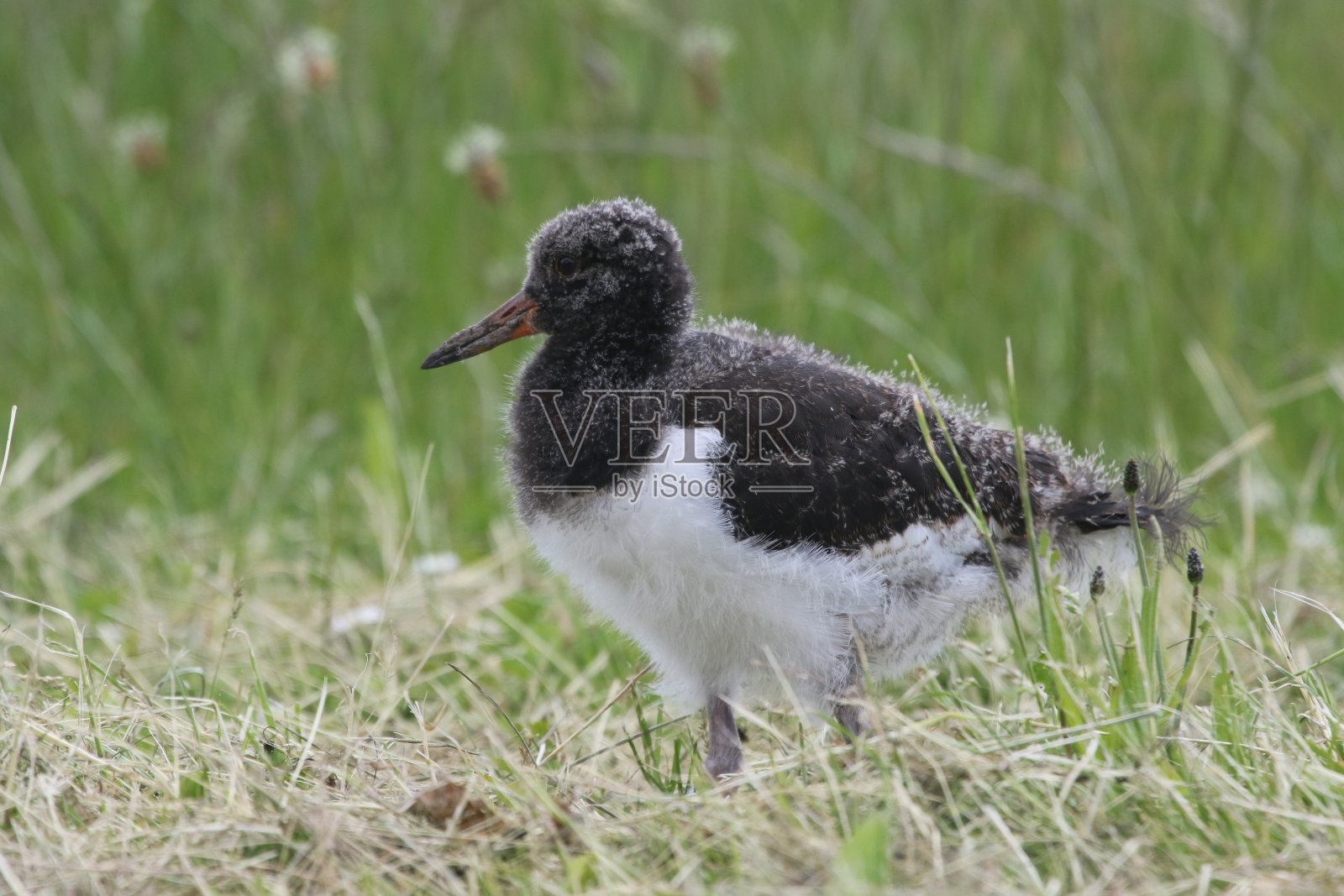 春天，黑白相间的捕牡蛎妈妈和她的孩子们照片摄影图片