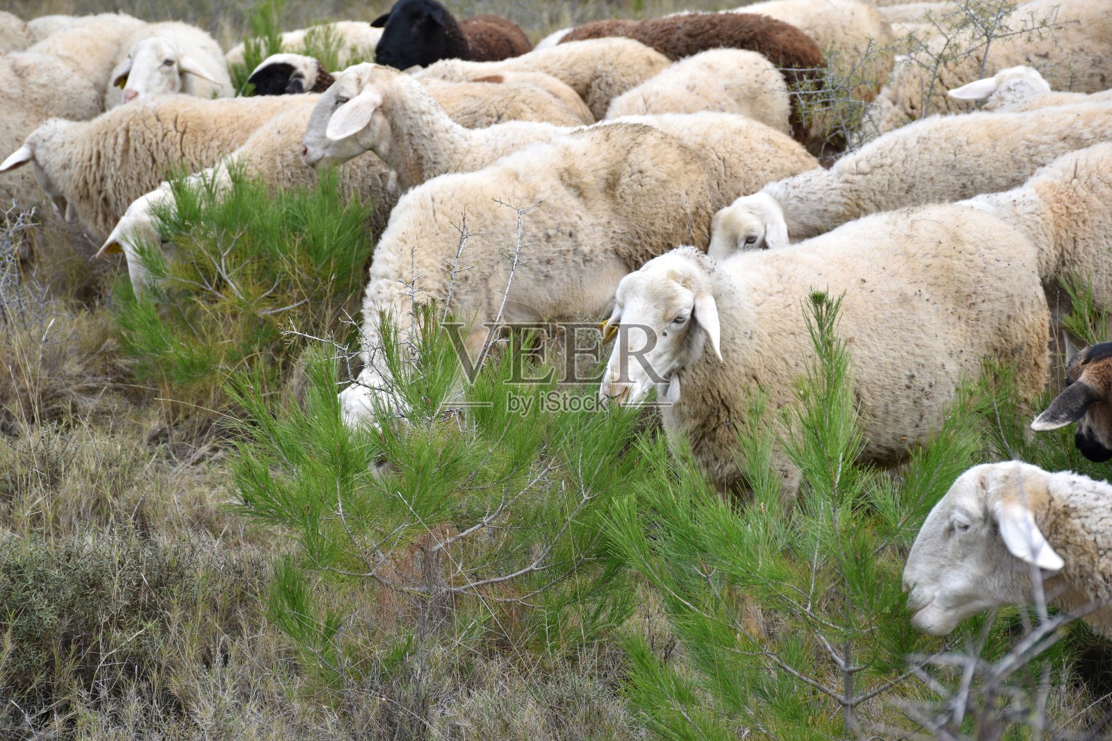 白羊咬幼松树枝，避免人工机械清理。照片摄影图片