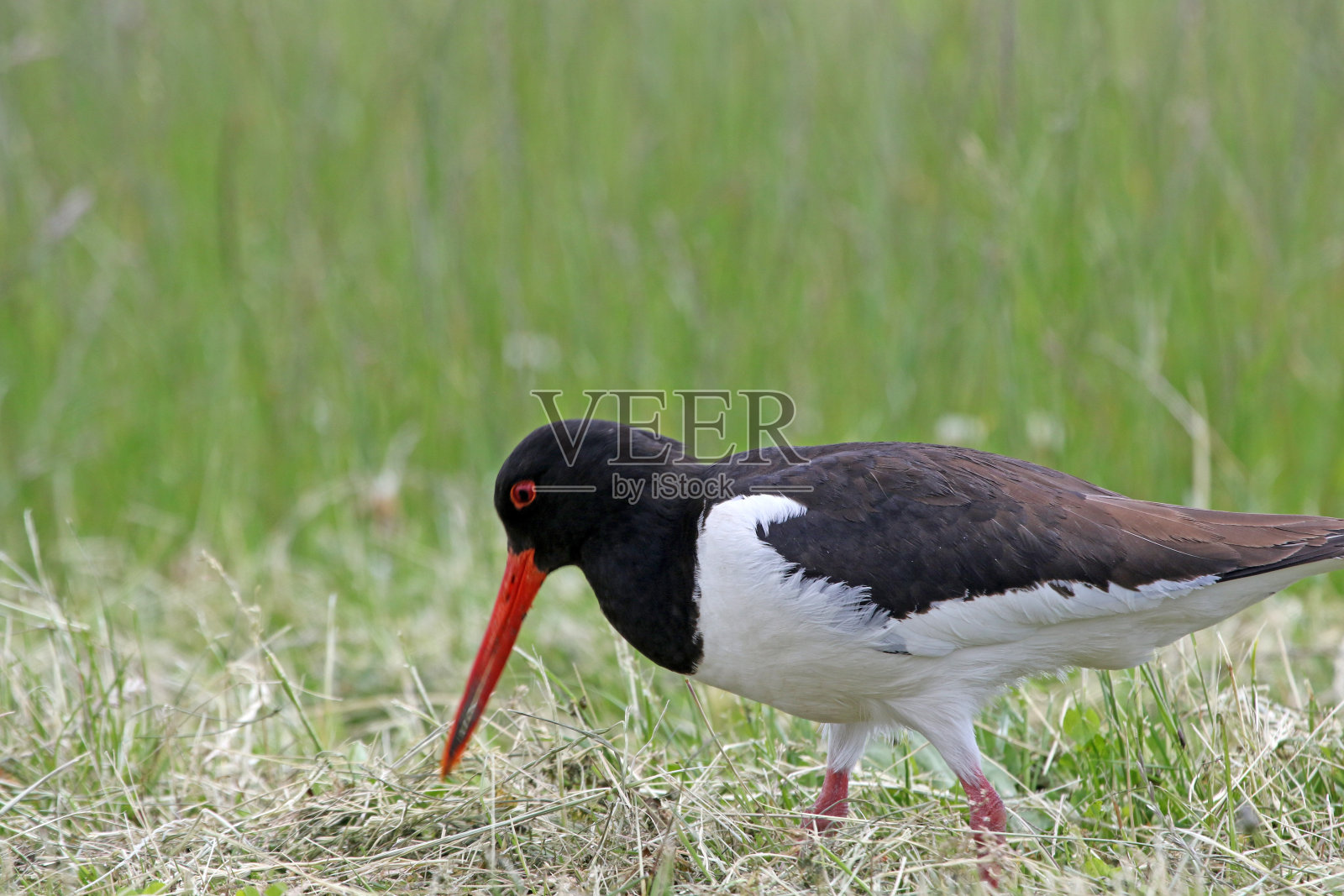春天，黑白相间的捕牡蛎妈妈和她的孩子们照片摄影图片