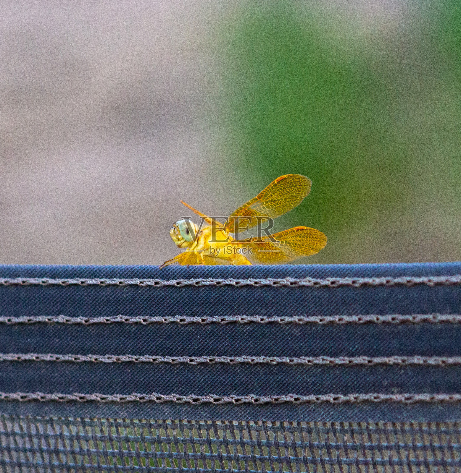 黄蜻蜓微笑照片摄影图片