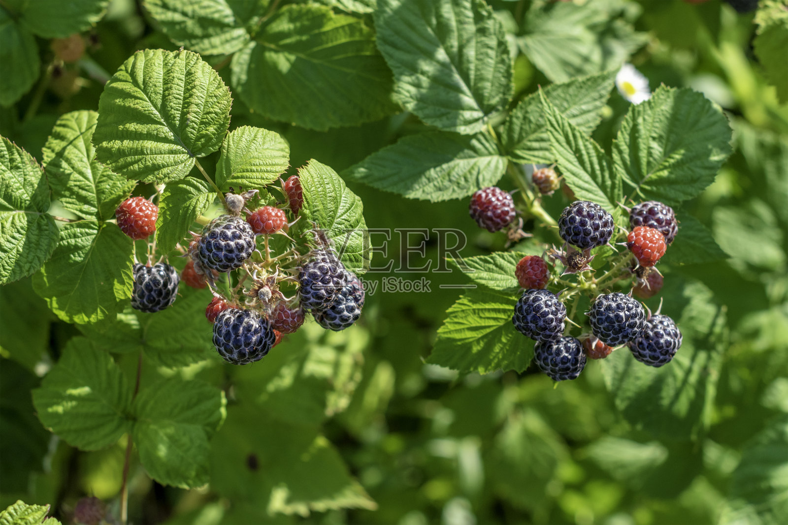 花园里有一堆黑覆盆子照片摄影图片