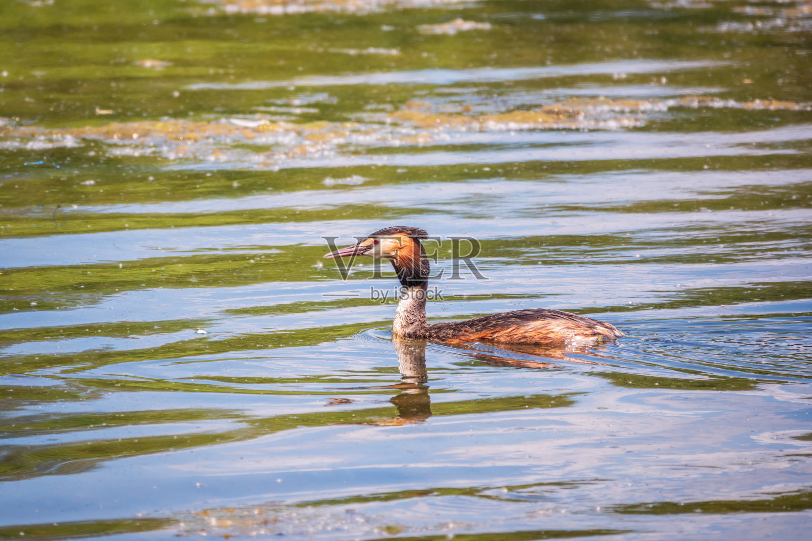 水鸟大凤头䴙䴘在平静的湖面上游泳照片摄影图片